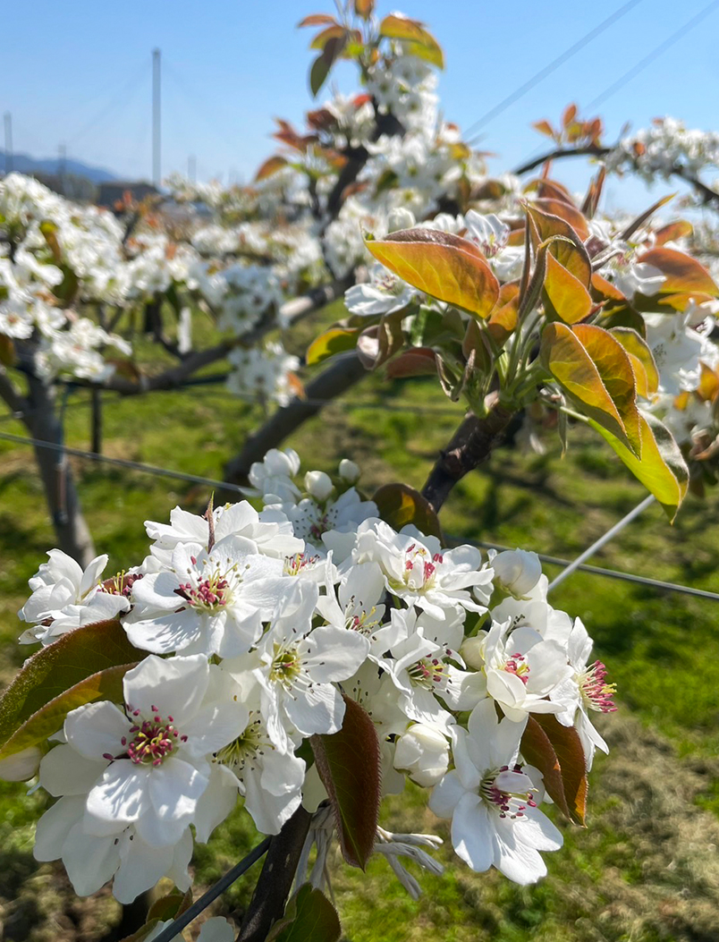 梨優しく収穫